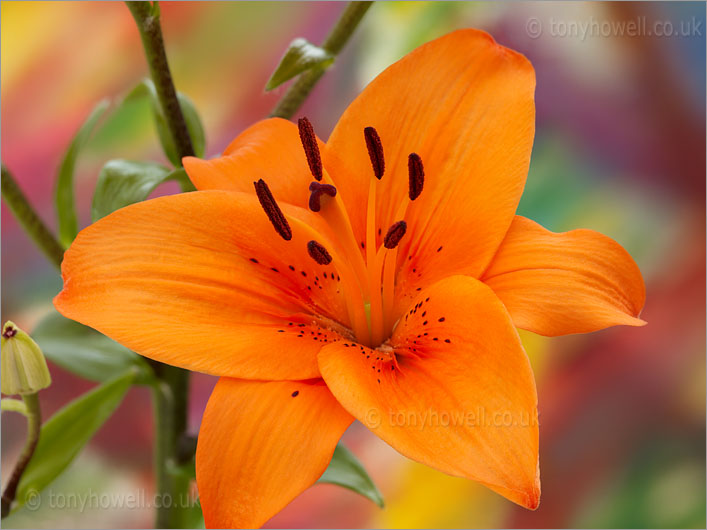 Lily, Orange