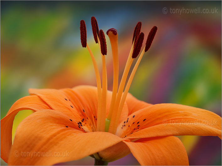 Lily, Orange