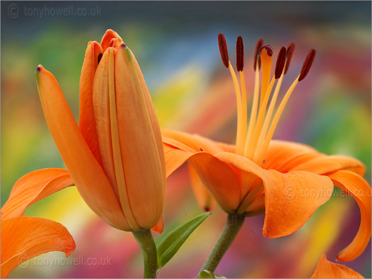Lily, Orange