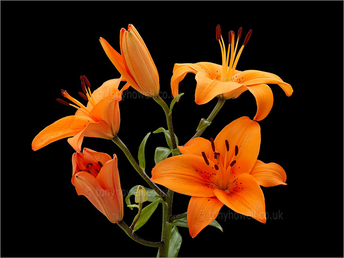 Lily, Orange