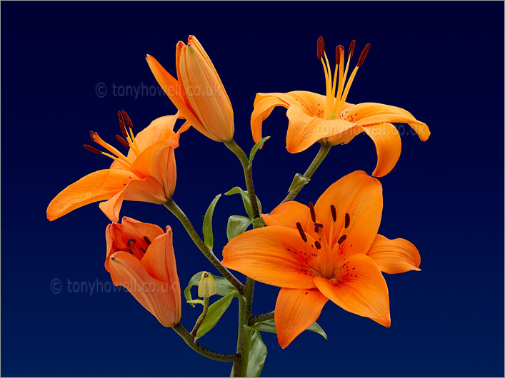 Lily, Orange