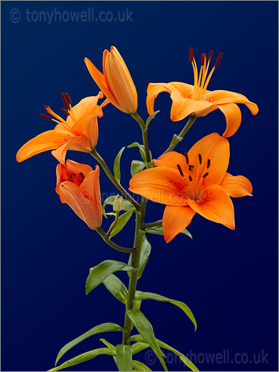 Lily, Orange