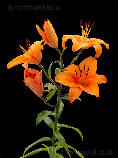 Lily, Orange