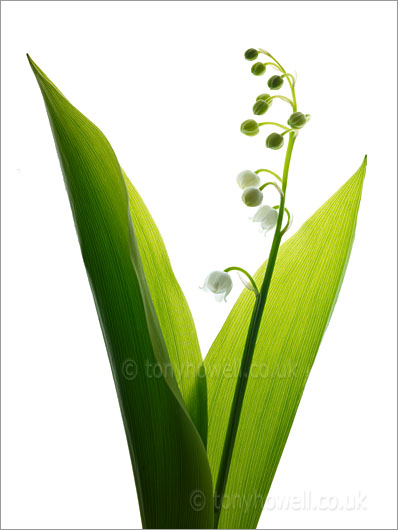 Lily of the Valley