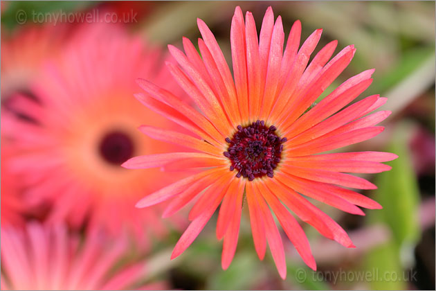 Livingstone Daisy