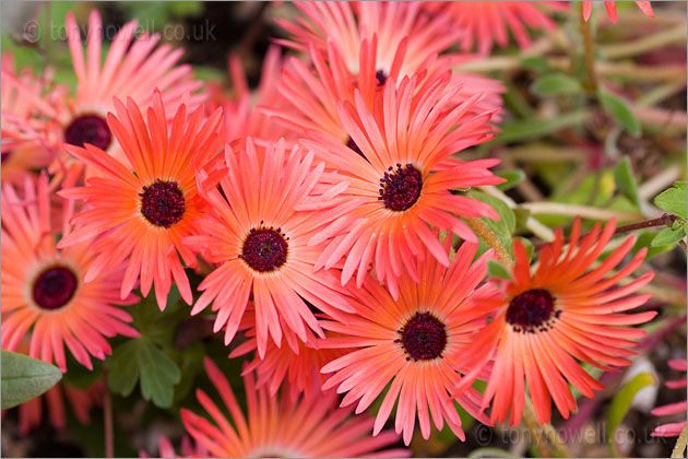 Livingstone Daisy