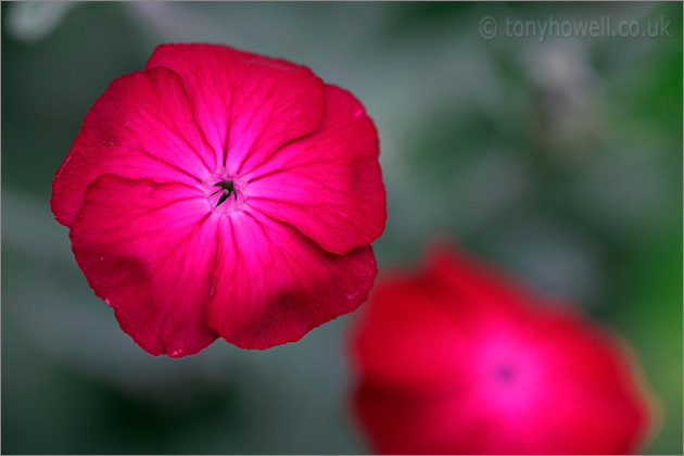 Lychnis coronaria