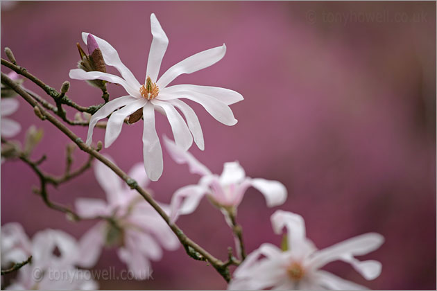 Magnolia