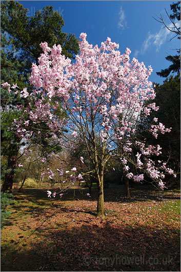 Magnolia dawsoniana