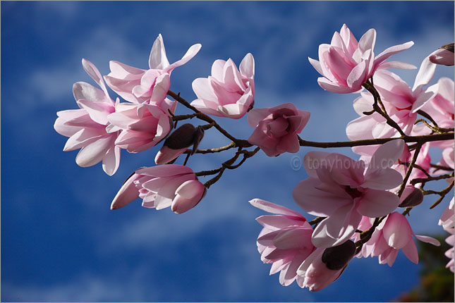 Magnolia dawsoniana