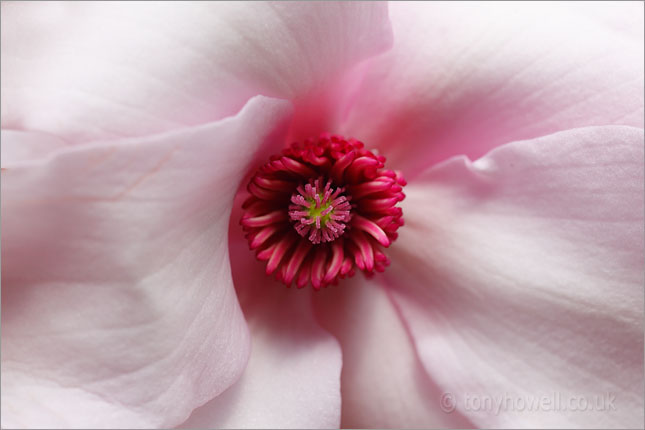 Magnolia dawsoniana