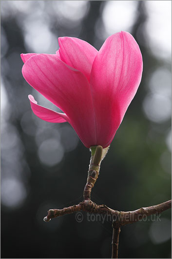 Magnolia sprengeri Diva