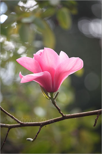 Magnolia sprengeri Diva