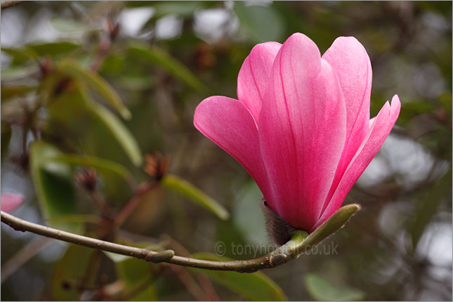 Magnolia sprengeri, Diva
