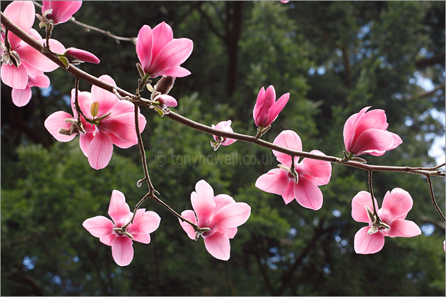 Magnolia sprengeri Diva