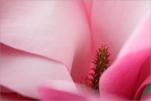 Magnolia sprengeri Diva