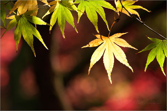Maple Leaves