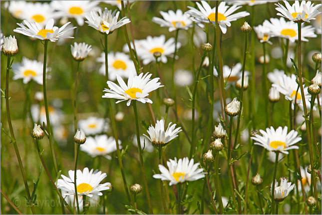 Marguerites