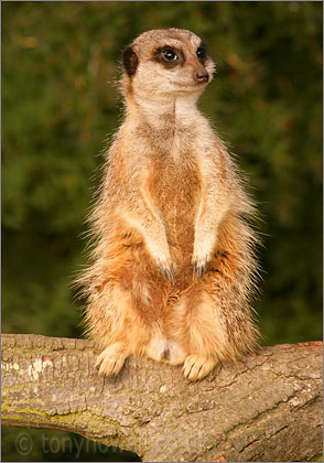 Meerkat