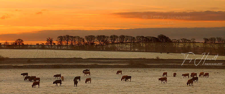 Cows at Sunrise