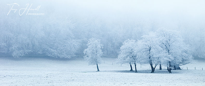 Trees, Hoar Frost