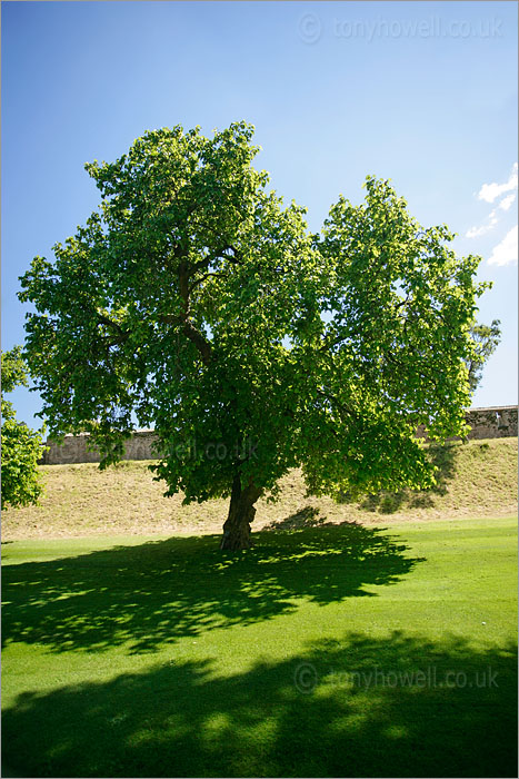 Mulberry Tree