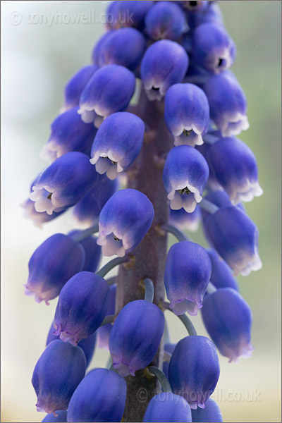 Muscari