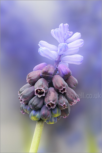 Muscari latifolium Blue Angels