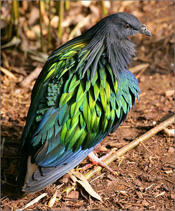 Nicobar Pigeon