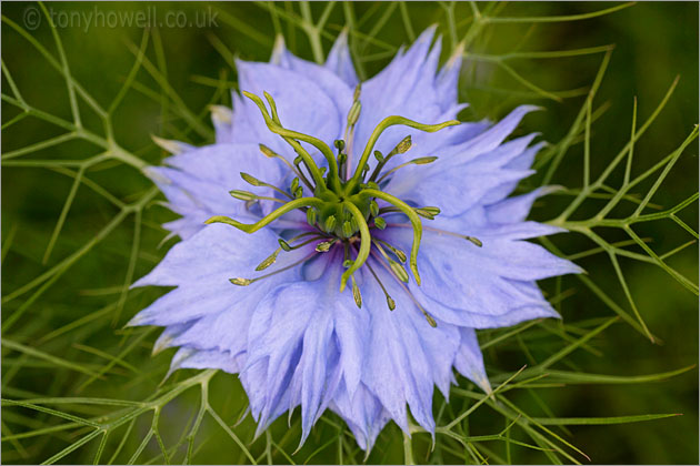 Nigella, Love in a Mist