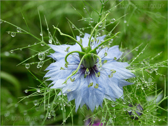 Nigella after rain