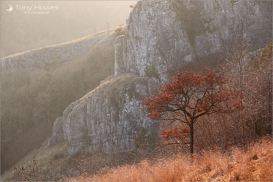 Oak Tree, Cheddar Gorge