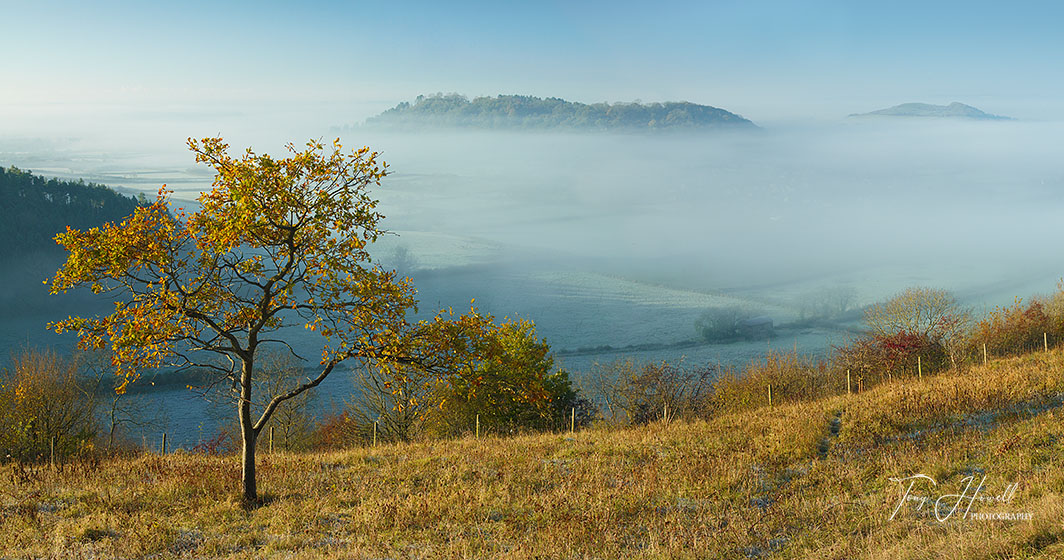 Oak Tree in Mist