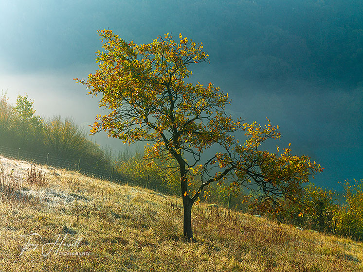Oak Tree in Mist