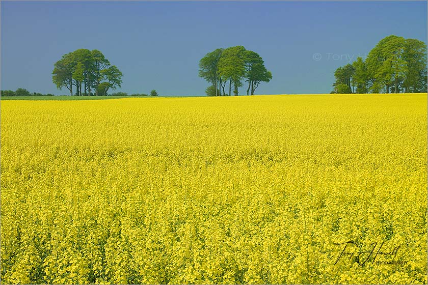 Oilseed Rape Field