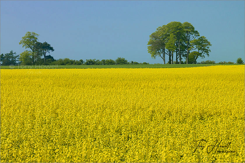 Oilseed Rape Field