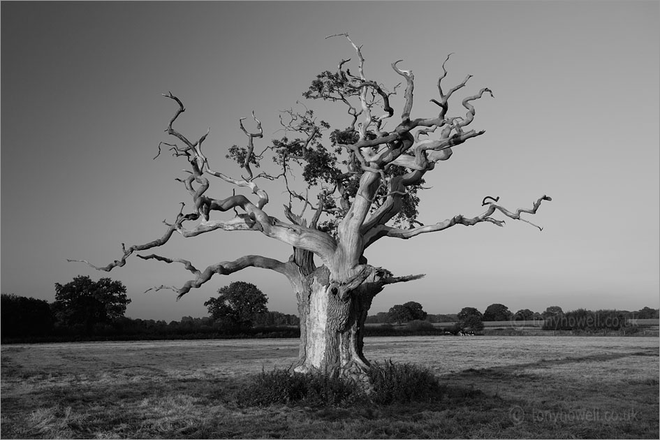 Old Oak Tree, still alive