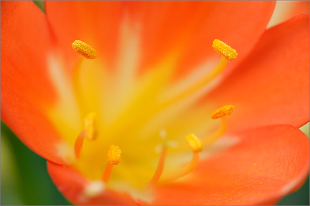 Orange Clivia Flower