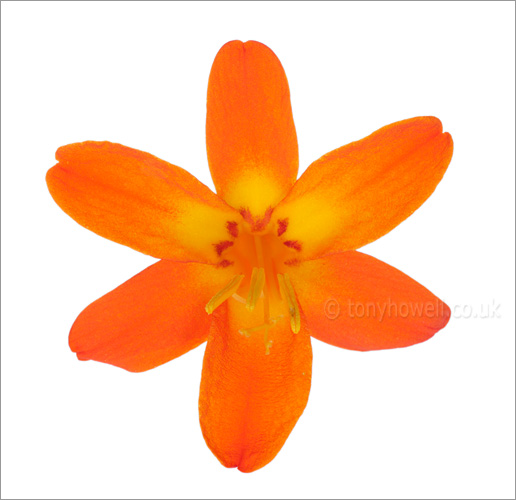 Orange Crocosmia Flower