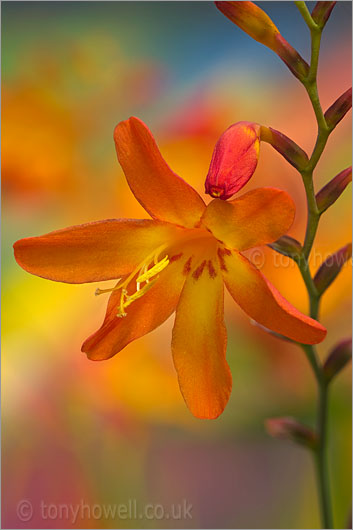 Orange Crocosmia Flower