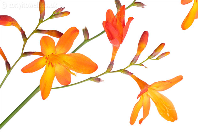 Orange Crocosmia Flowers