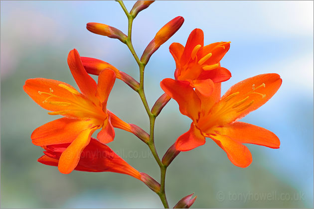 Orange Crocosmia Flowers