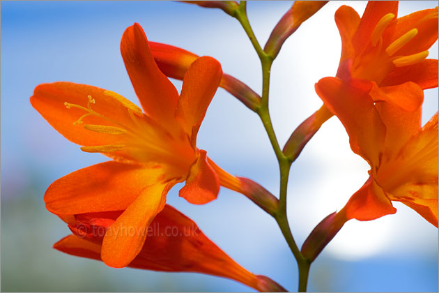 Orange Crocosmia Flowers