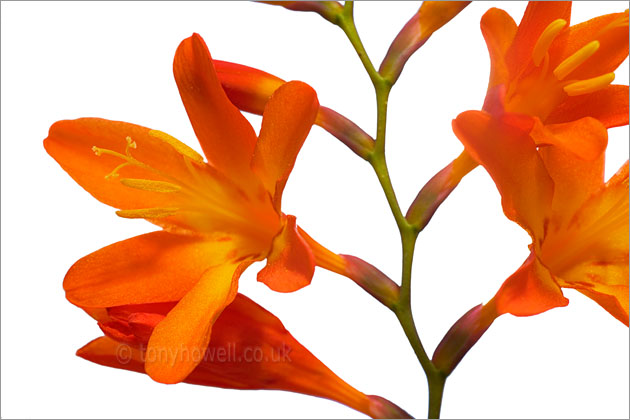 Orange Crocosmia Flowers