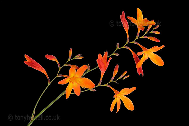 Orange Crocosmia Flowers