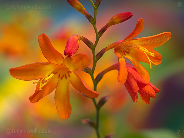 Orange Crocosmia Flowers