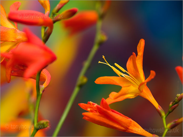 Orange Crocosmia Flowers