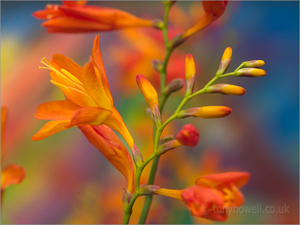 Orange Crocosmia Flowers
