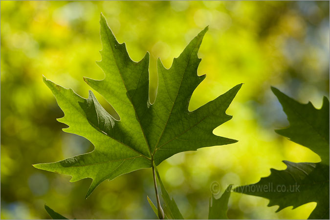 Oriental Plane Tree Leaves