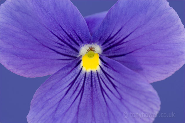 Pansy